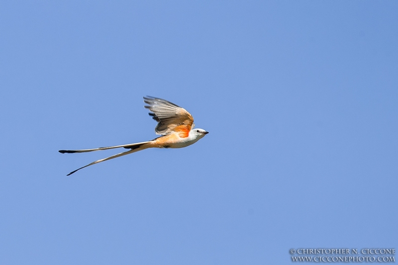 Scissor-tailed Flycatcher