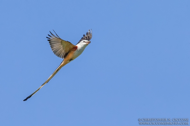 Scissor-tailed Flycatcher