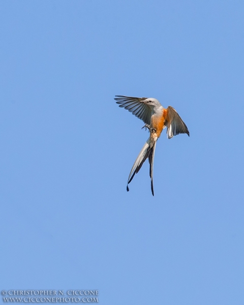 Scissor-tailed Flycatcher