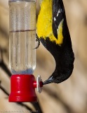 Scott’s Oriole