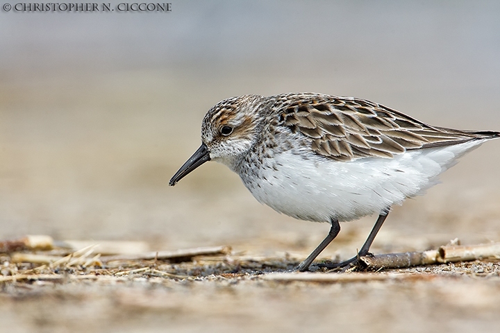 Semipalmated Sandpiper