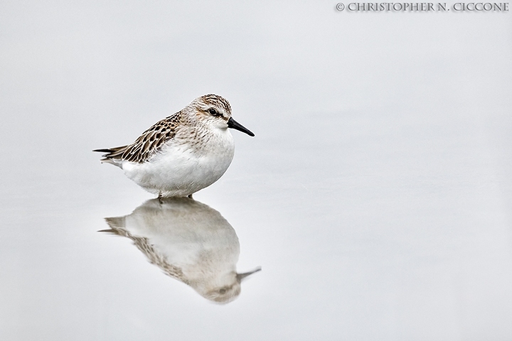 Semipalmated Sandpiper