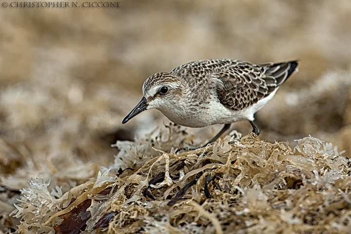 Semipalmated Sandpiper