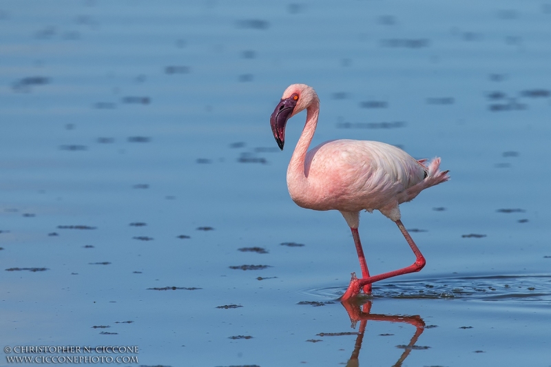 Lesser Flamingo