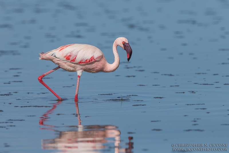 Lesser Flamingo