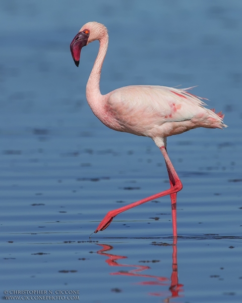 Lesser Flamingo