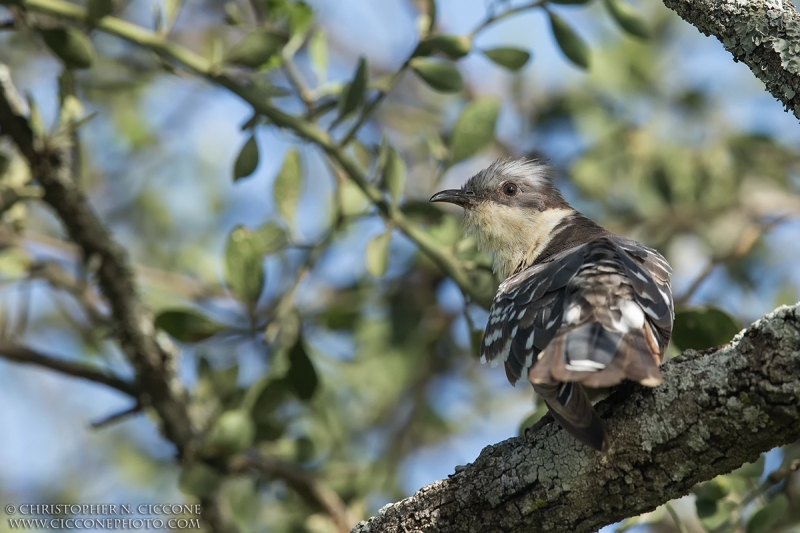 Great Spotted Cuckoo