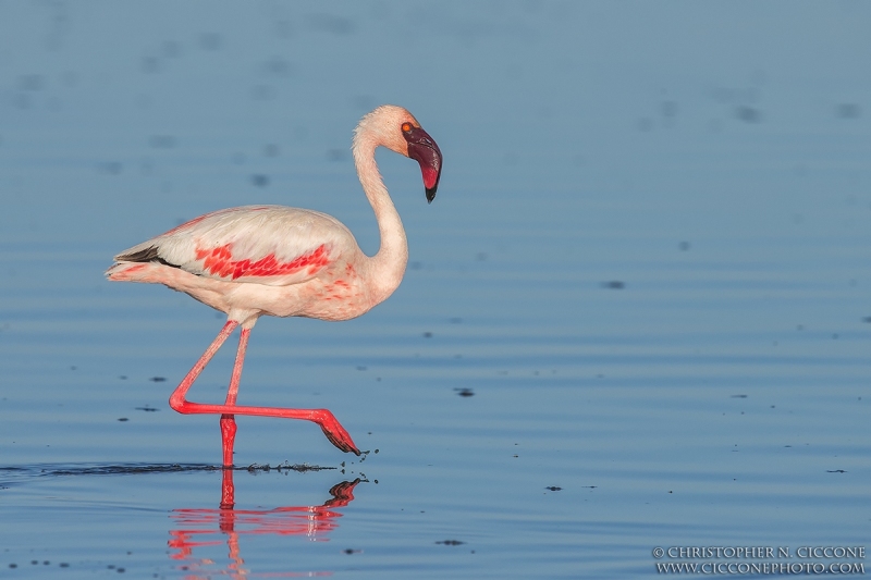 Lesser Flamingo