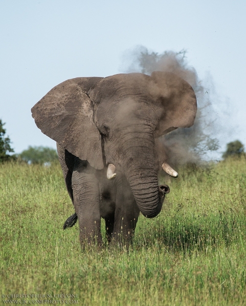 African Elephant