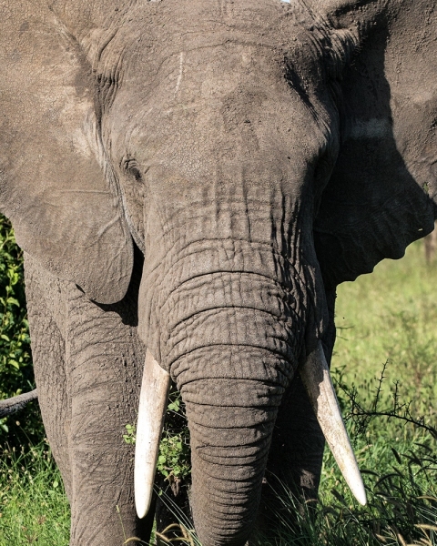 African Elephant