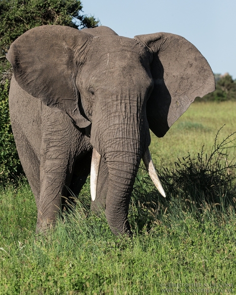 African Elephant