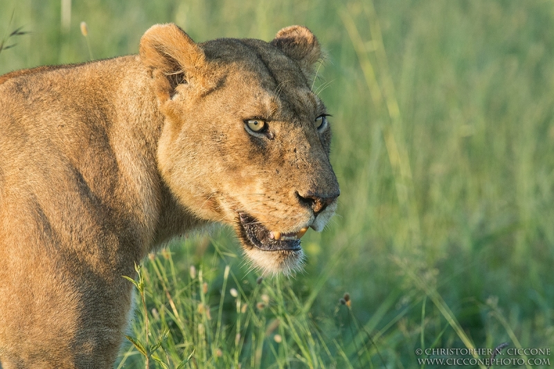 Lioness