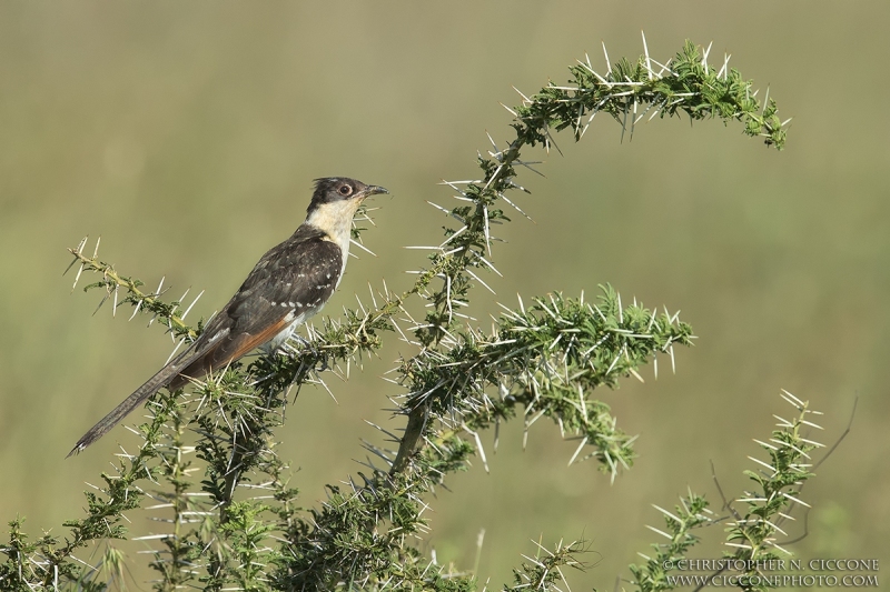 Great Spotted Cuckoo