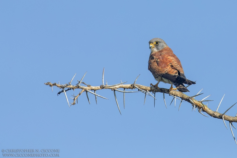 Eurasian Kestrel