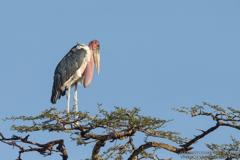 Marabou Stork