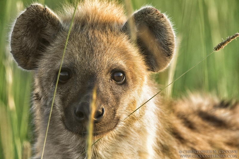 Spotted Hyaena