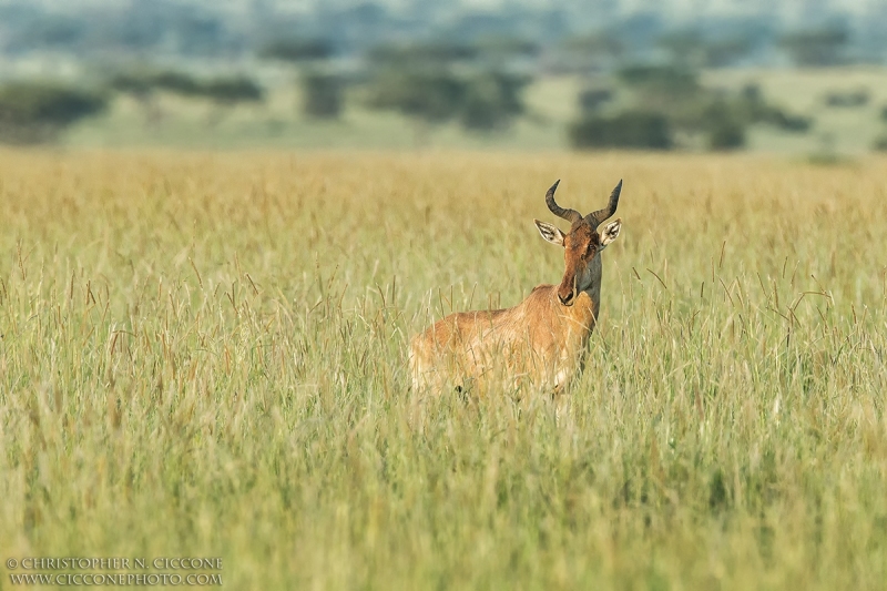 Hartebeest