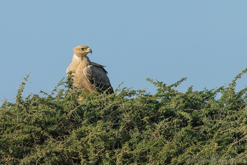 Tawny Eagle