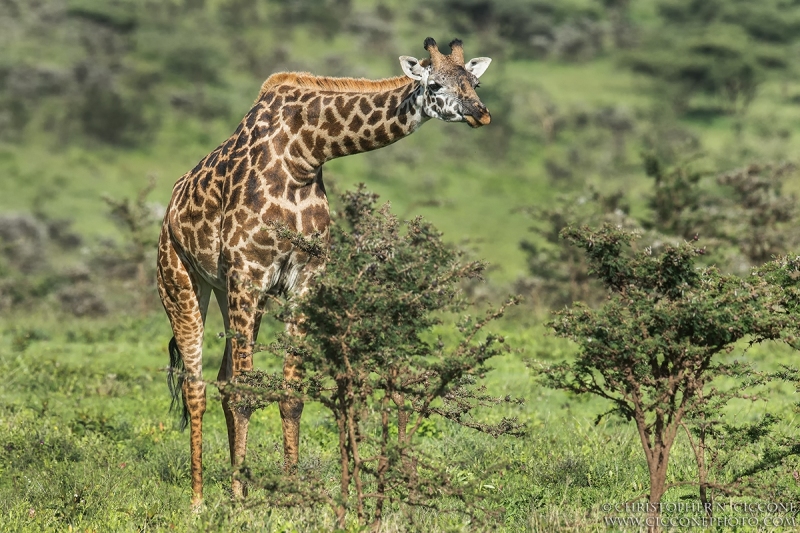 Maasai Giraffe