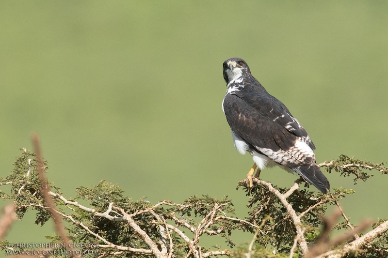 Augur Buzzard