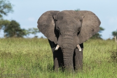 African Elephant