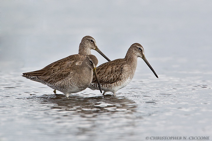 Short-billed Dowitcher