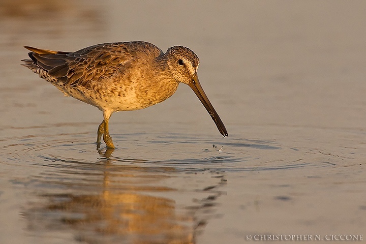 Short-billed Dowitcher