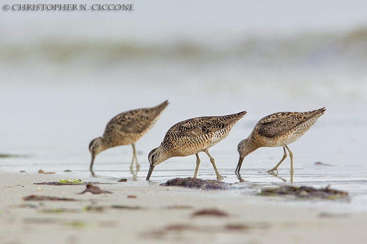 Short-billed Dowitcher