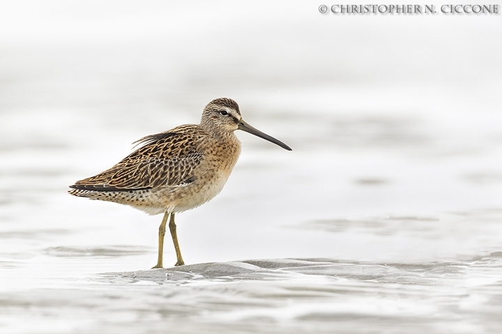 Short-billed Dowitcher