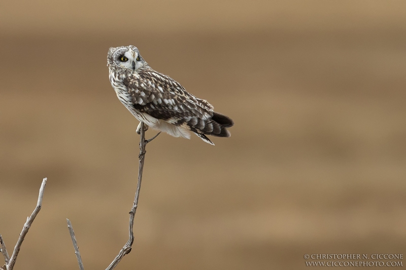 Short-eared Owl