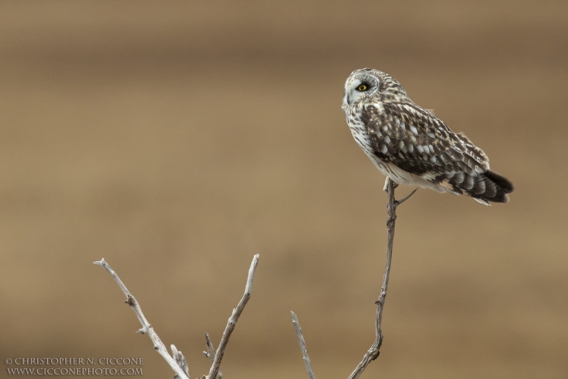 Short-eared Owl