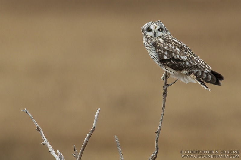 Short-eared Owl