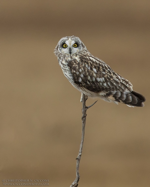 Short-eared Owl