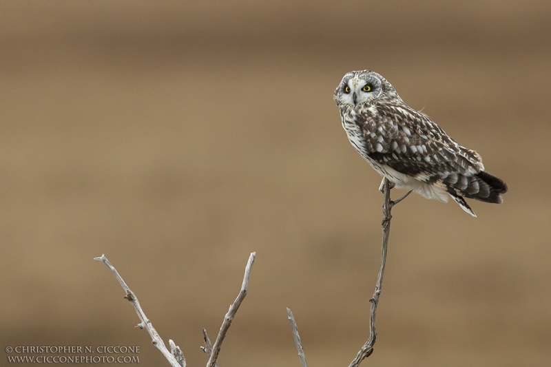 Short-eared Owl