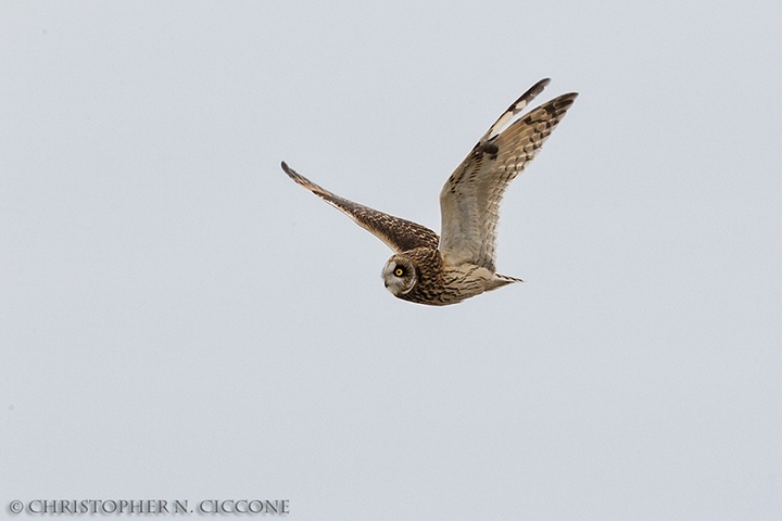 Short-eared Owl