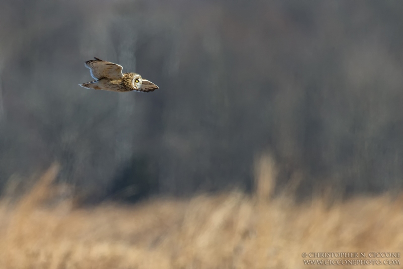 Short-eared Owl