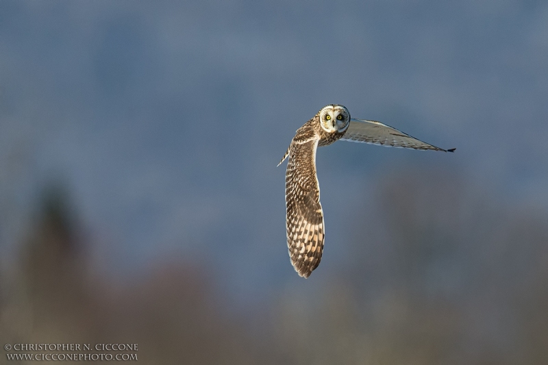 Short-eared Owl