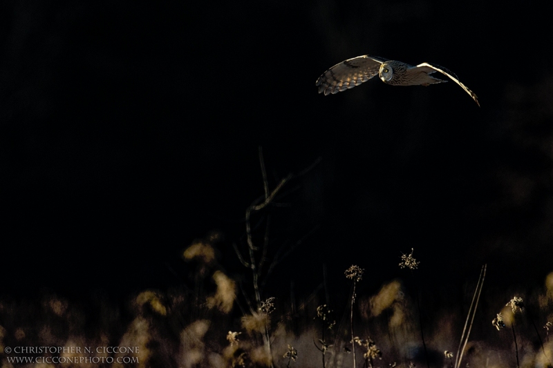 Short-eared Owl