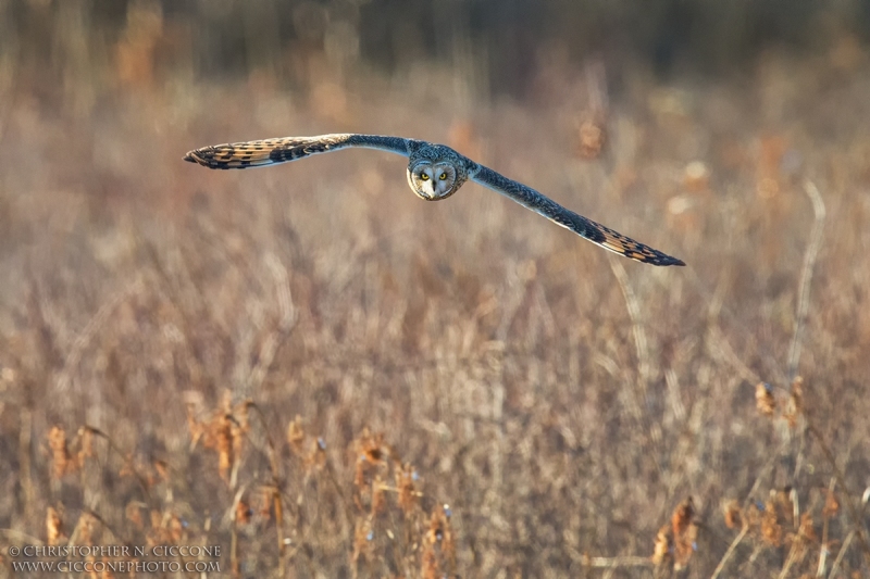 Short-eared Owl