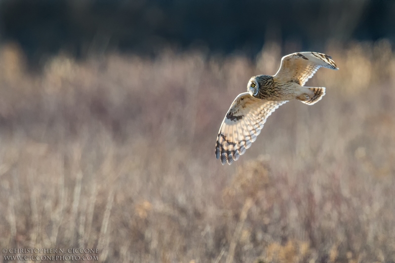 Short-eared Owl