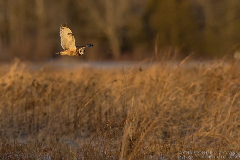 Short-eared Owl