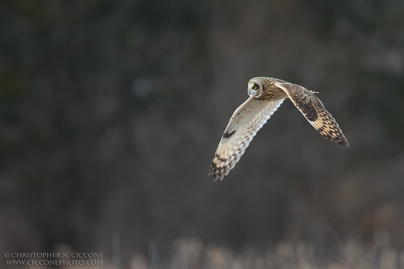 Short-eared Owl