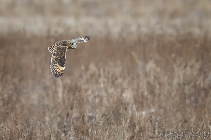 Short-eared Owl