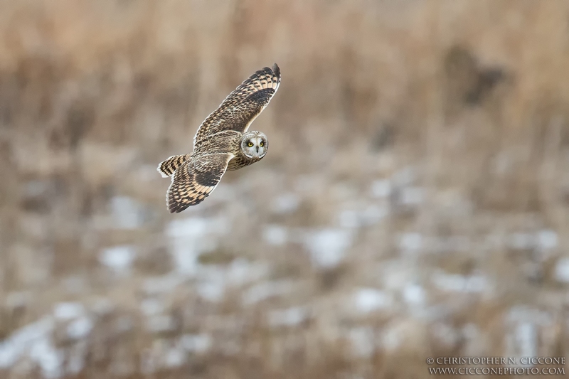 Short-eared Owl