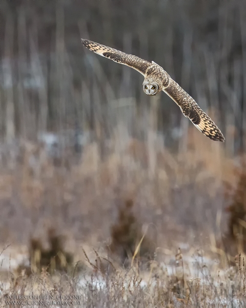 Short-eared Owl