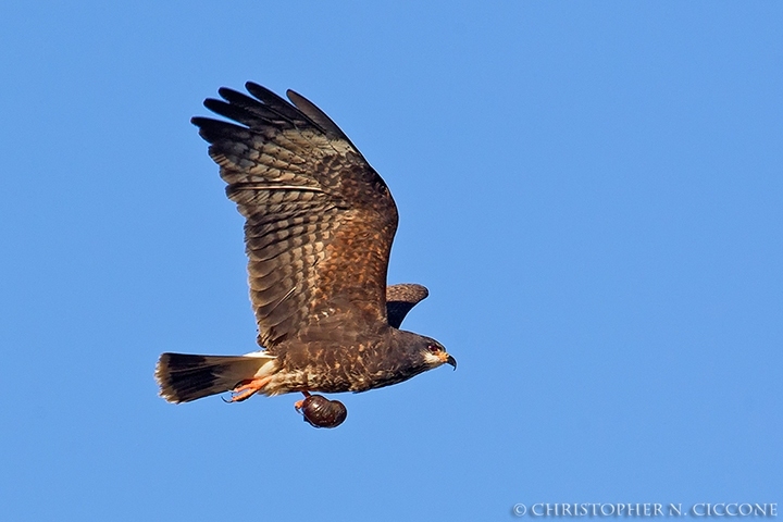 Snail Kite