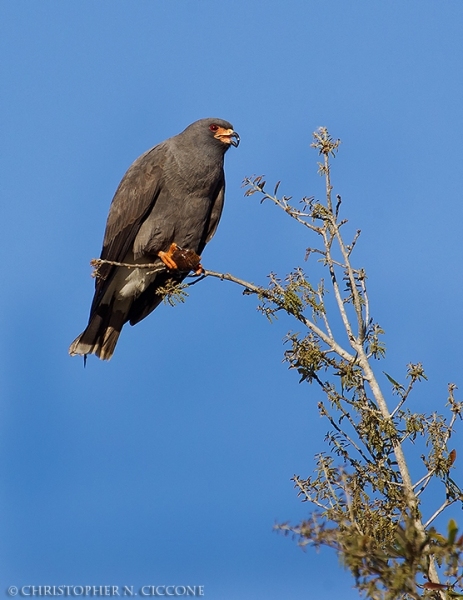 Snail Kite