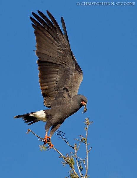 Snail Kite