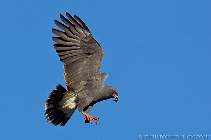 Snail Kite