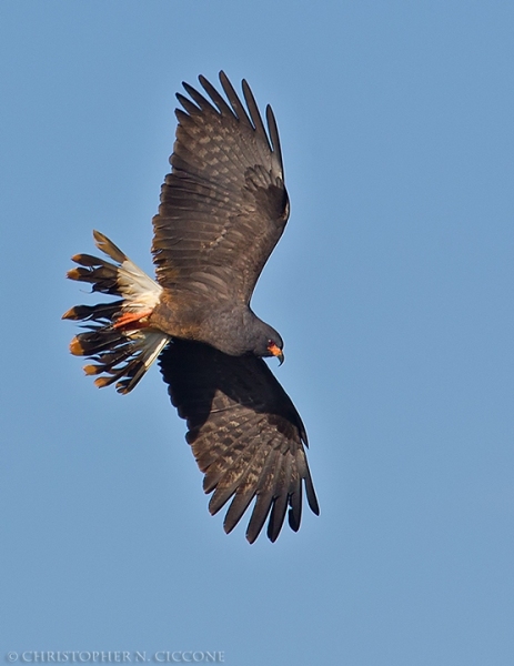 Snail Kite